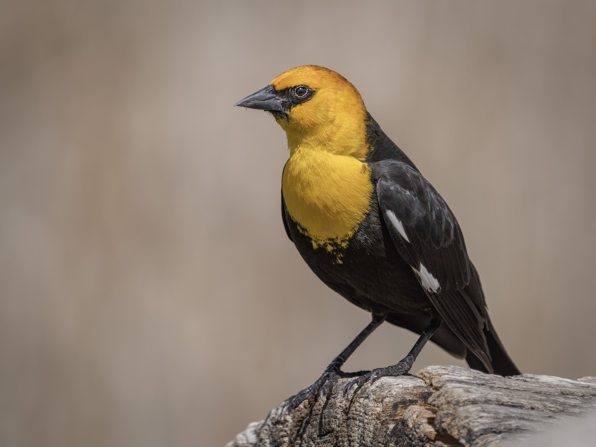 Yellow-headed Blackbird - ML619269750