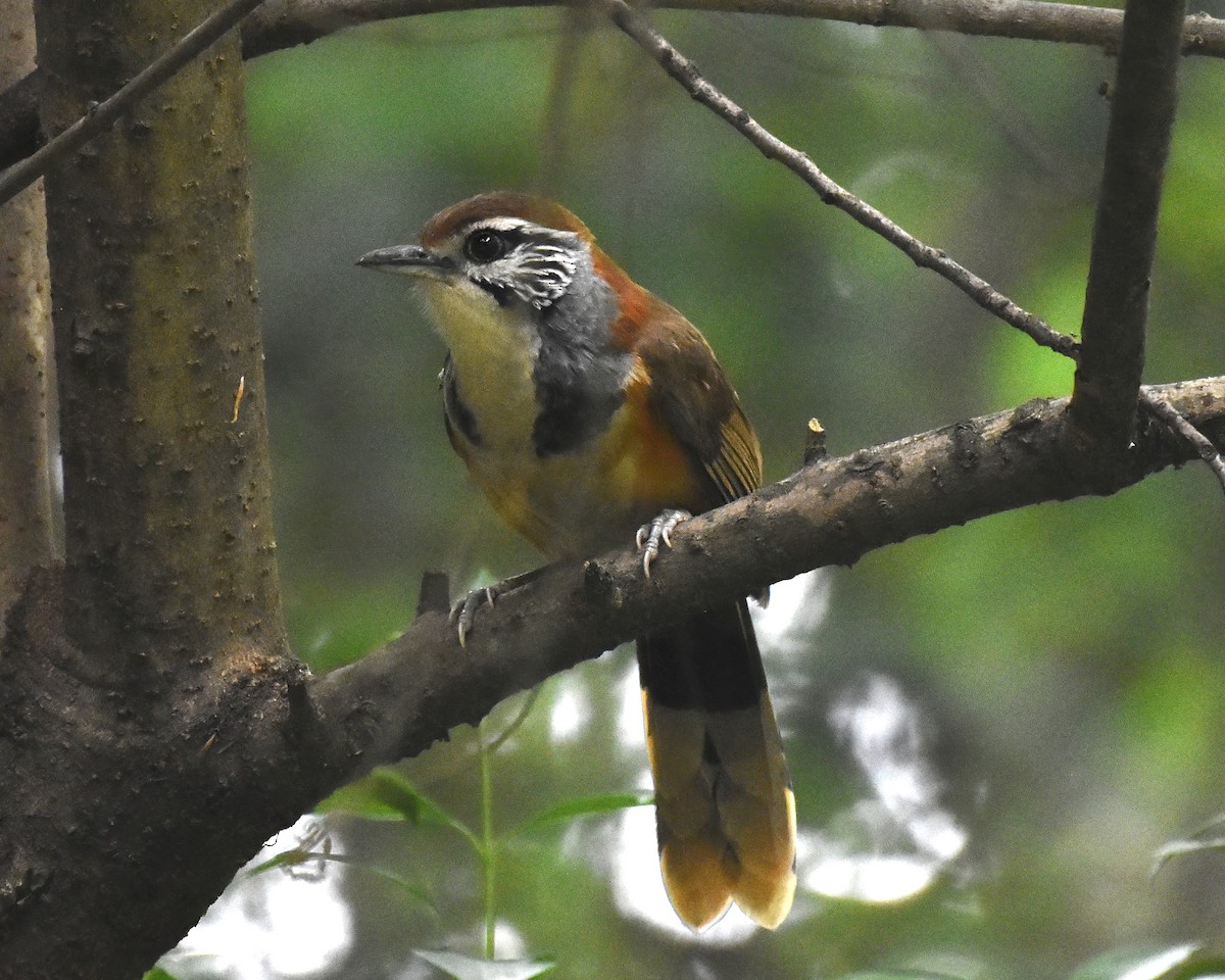 Greater Necklaced Laughingthrush - ML619269754