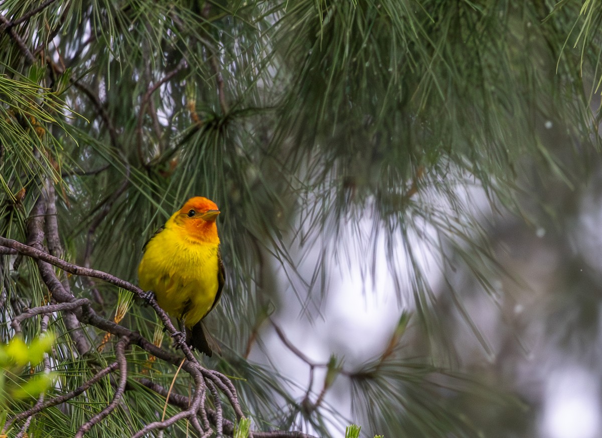 Western Tanager - ML619269773
