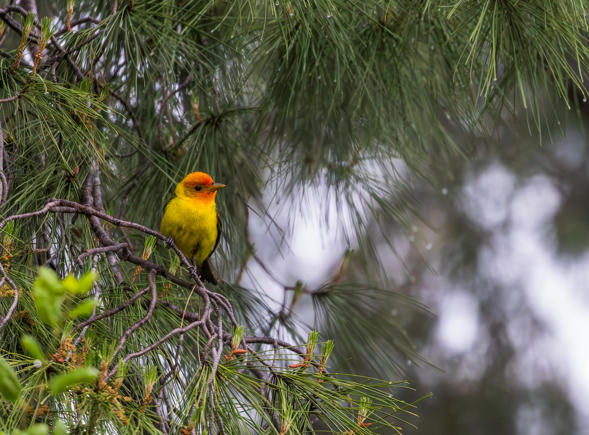 Western Tanager - ML619269776