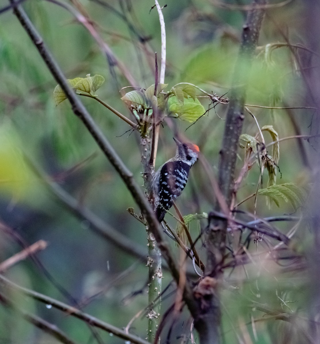 Gray-capped Pygmy Woodpecker - ML619269872