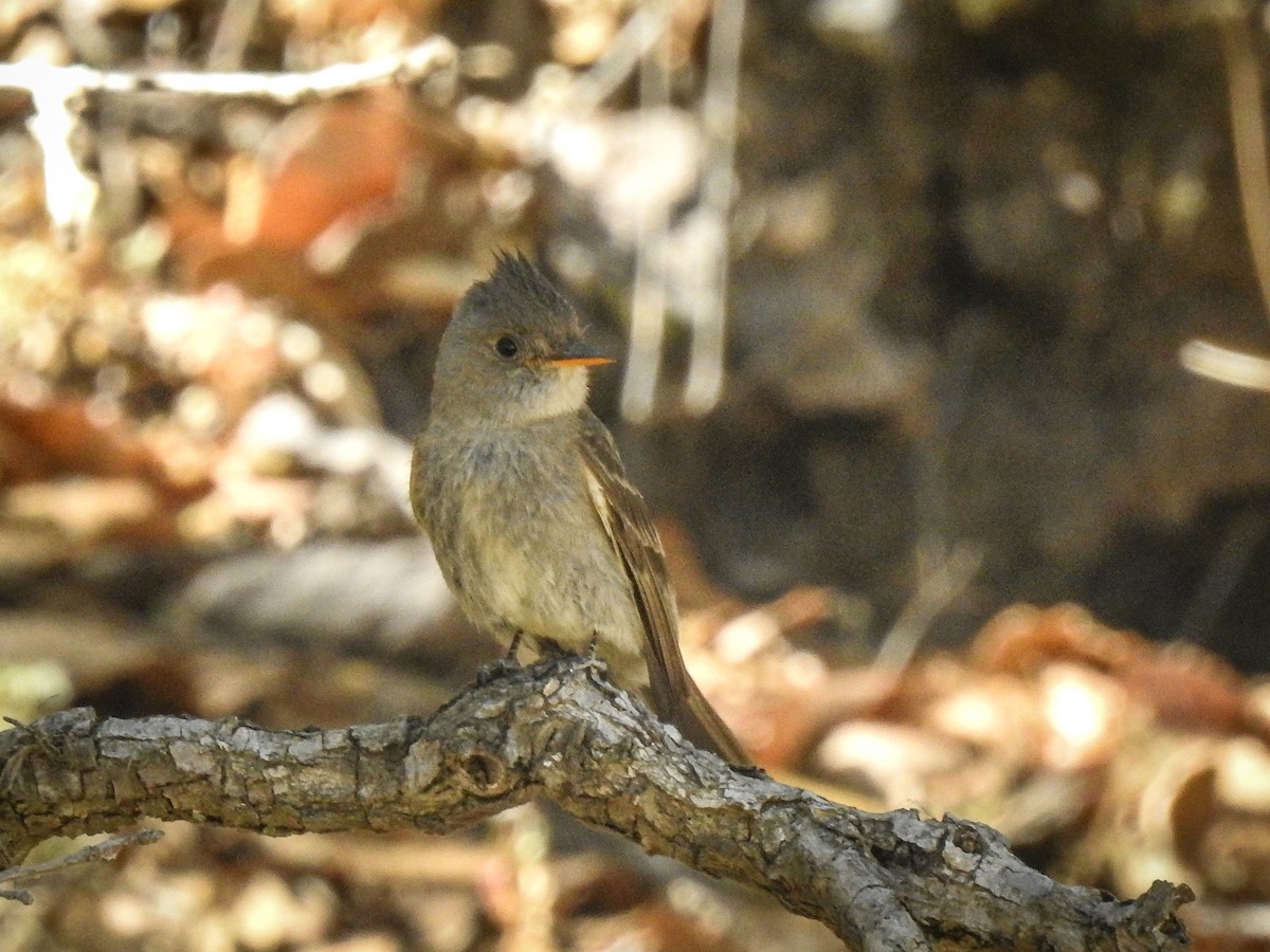 Greater Pewee - ML619269908