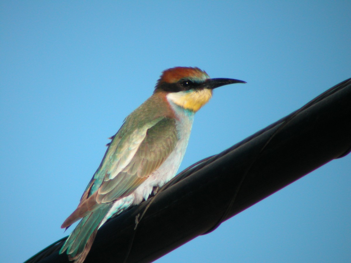 European Bee-eater - ML619269928