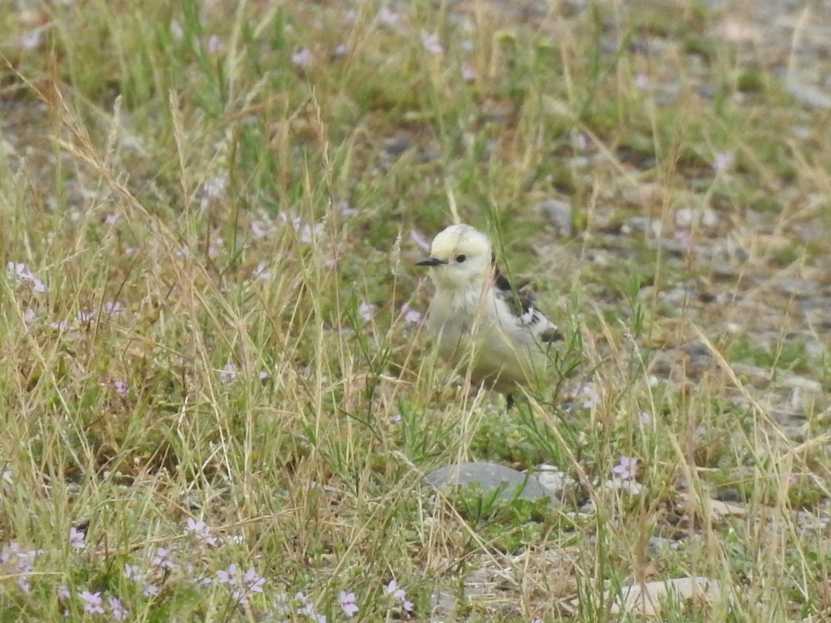 Citrine Wagtail (Black-backed) - ML619269964