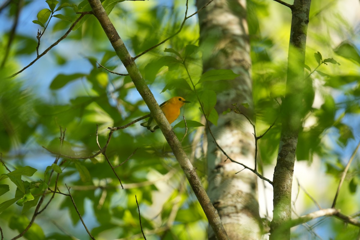 Prothonotary Warbler - ML619269970