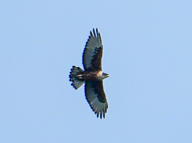 Rufous-bellied Eagle - ML619269979