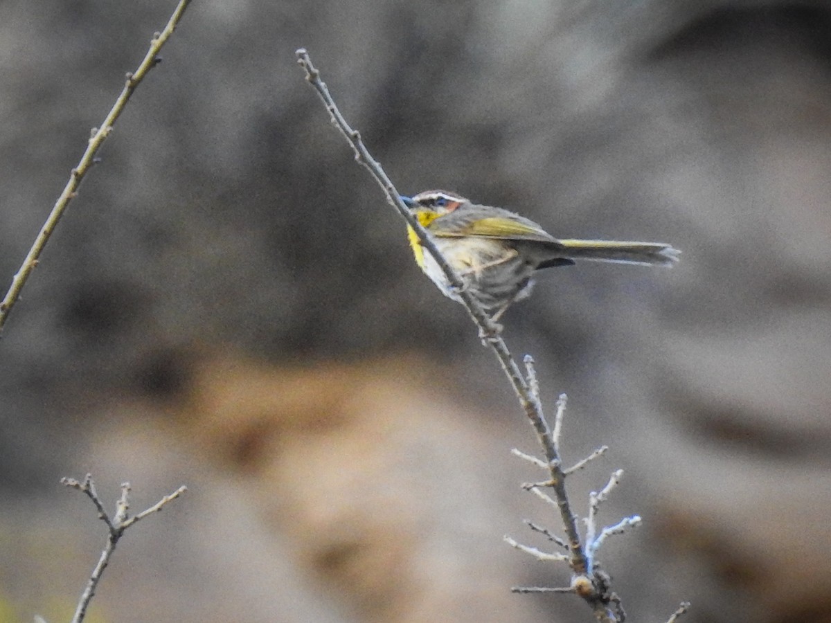 Rufous-capped Warbler - ML619269980