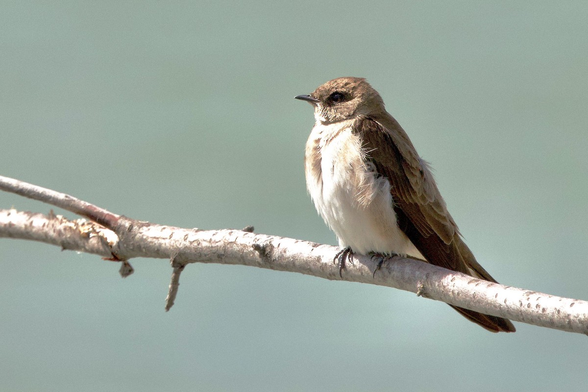 Northern Rough-winged Swallow - ML619269989