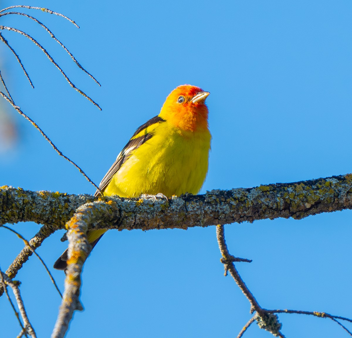 Western Tanager - ML619270003