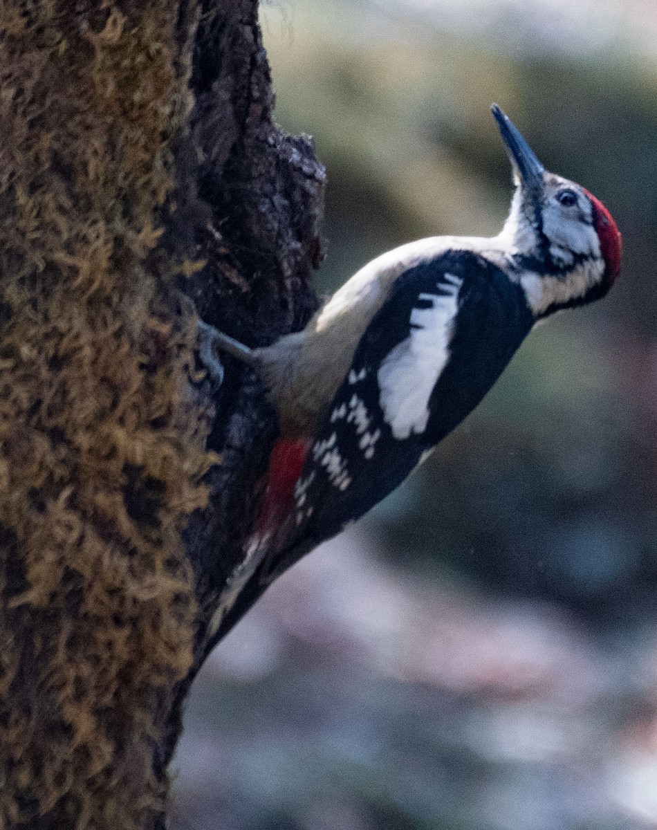 Himalayan Woodpecker - ML619270026