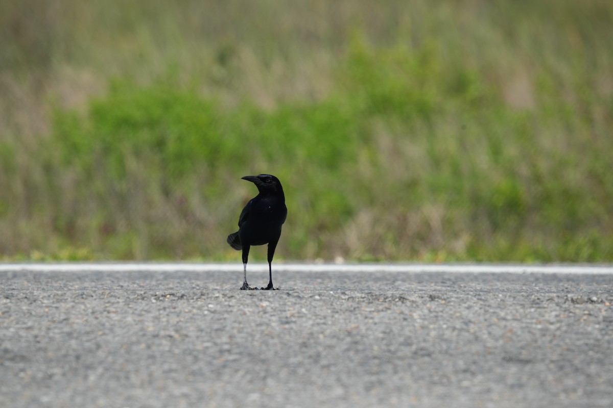 Boat-tailed Grackle - ML619270071