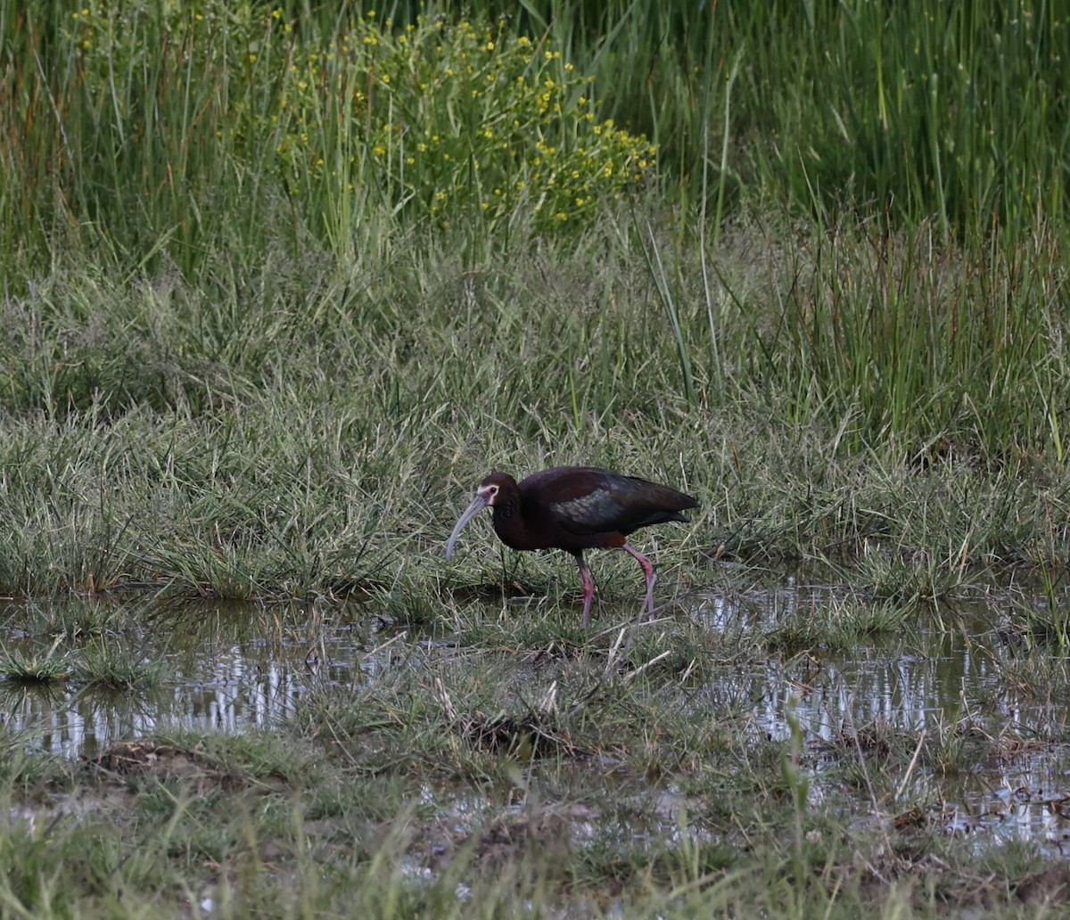 ibis americký - ML619270074