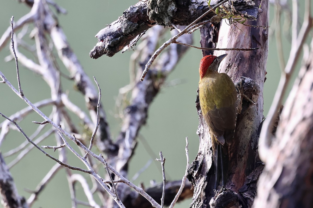 Streak-breasted Woodpecker - ML619270133