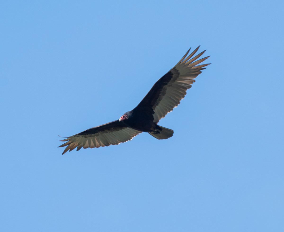 Turkey Vulture - ML619270184