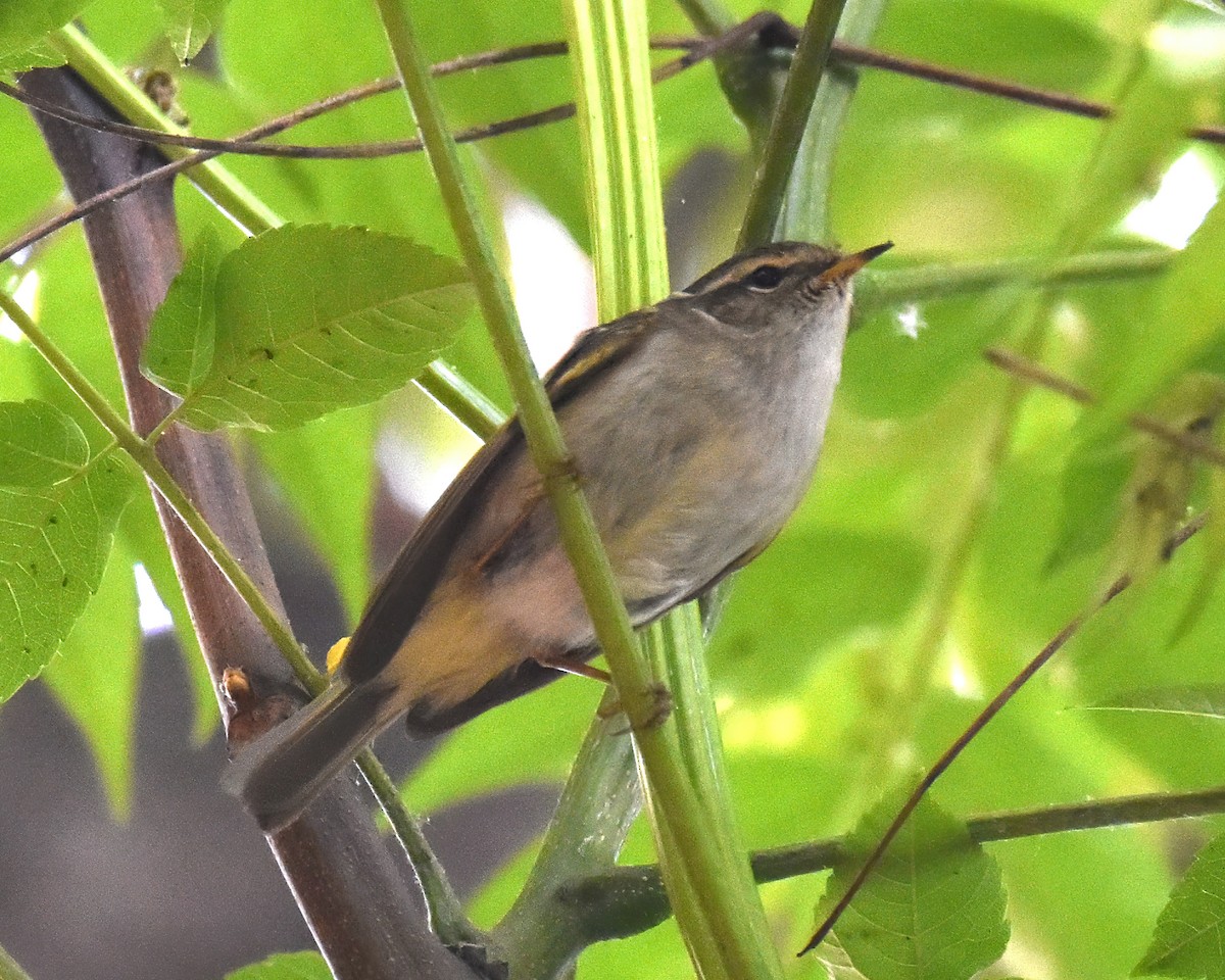 Yellow-browed Warbler - ML619270214