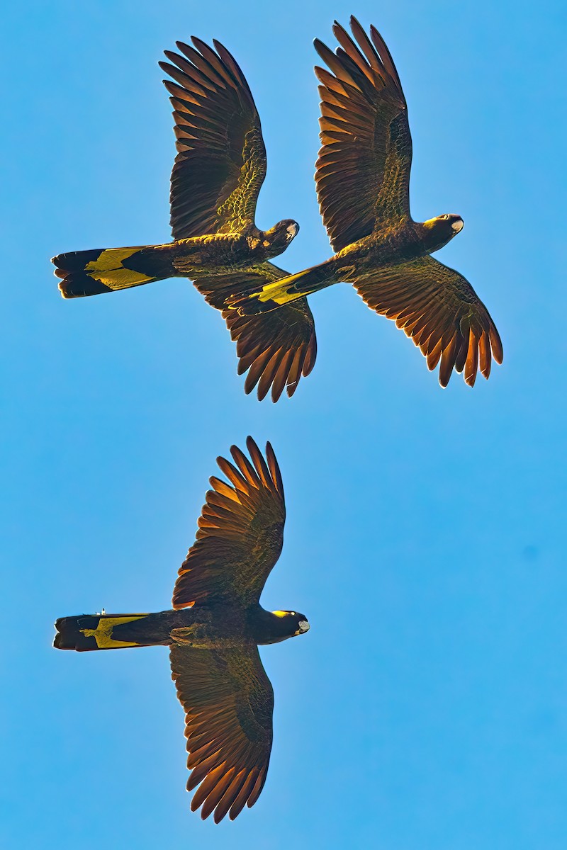 Yellow-tailed Black-Cockatoo - ML619270216