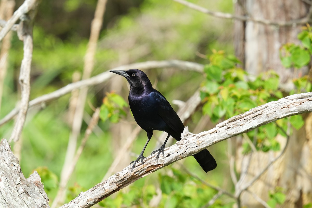 Boat-tailed Grackle - ML619270217