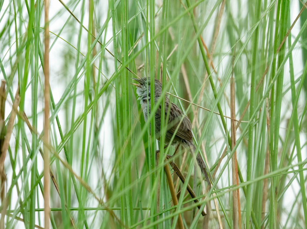 Swamp Grass Babbler - ML619270263