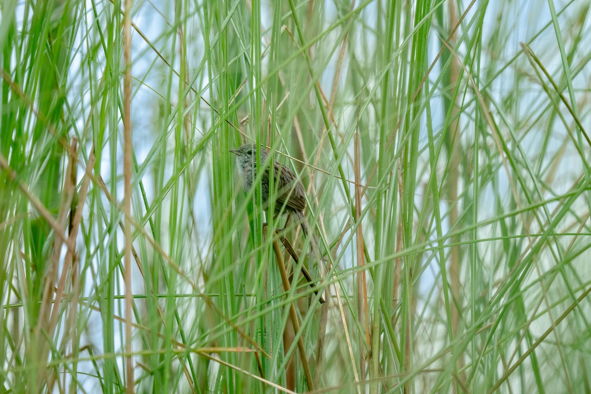 Swamp Grass Babbler - ML619270265