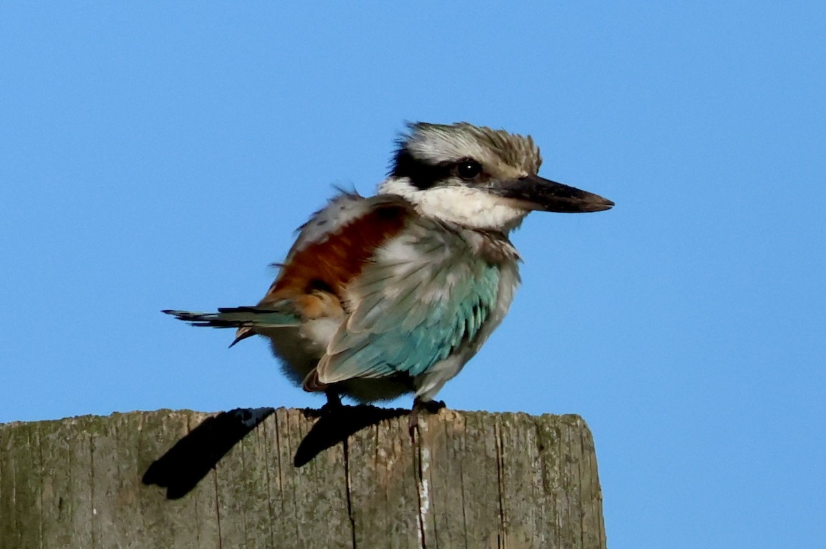 Red-backed Kingfisher - ML619270287