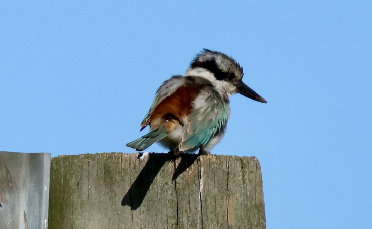 Red-backed Kingfisher - ML619270289