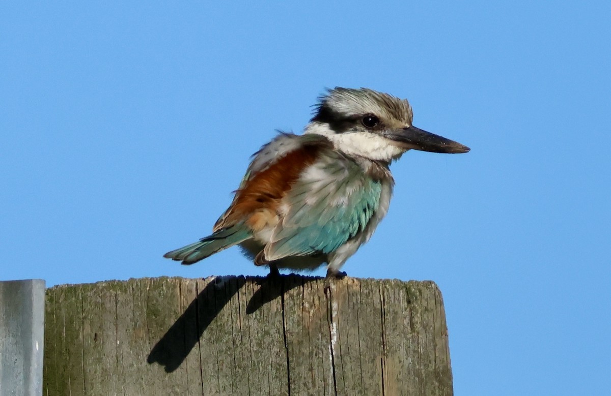 Red-backed Kingfisher - ML619270291