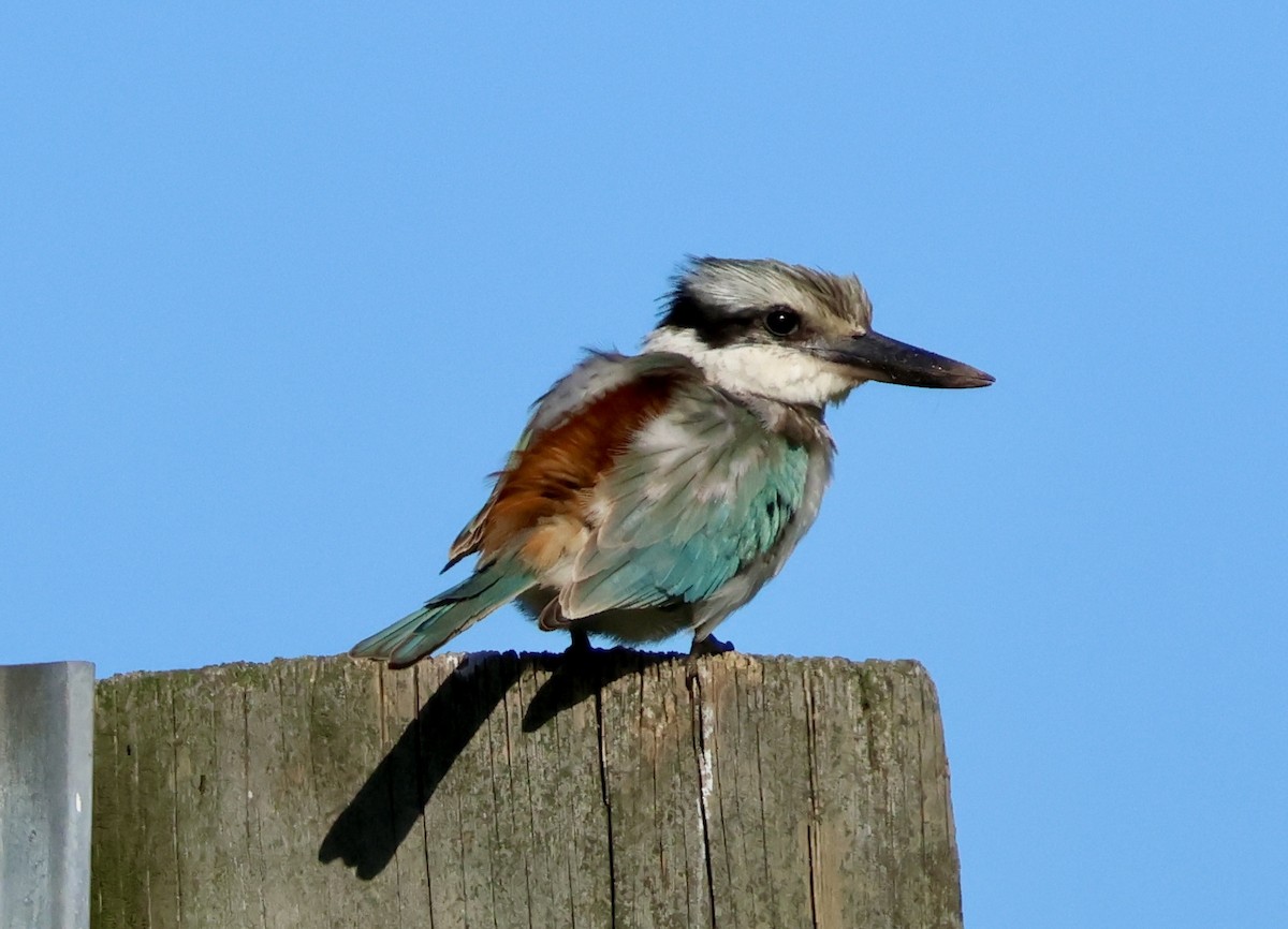 Red-backed Kingfisher - ML619270292