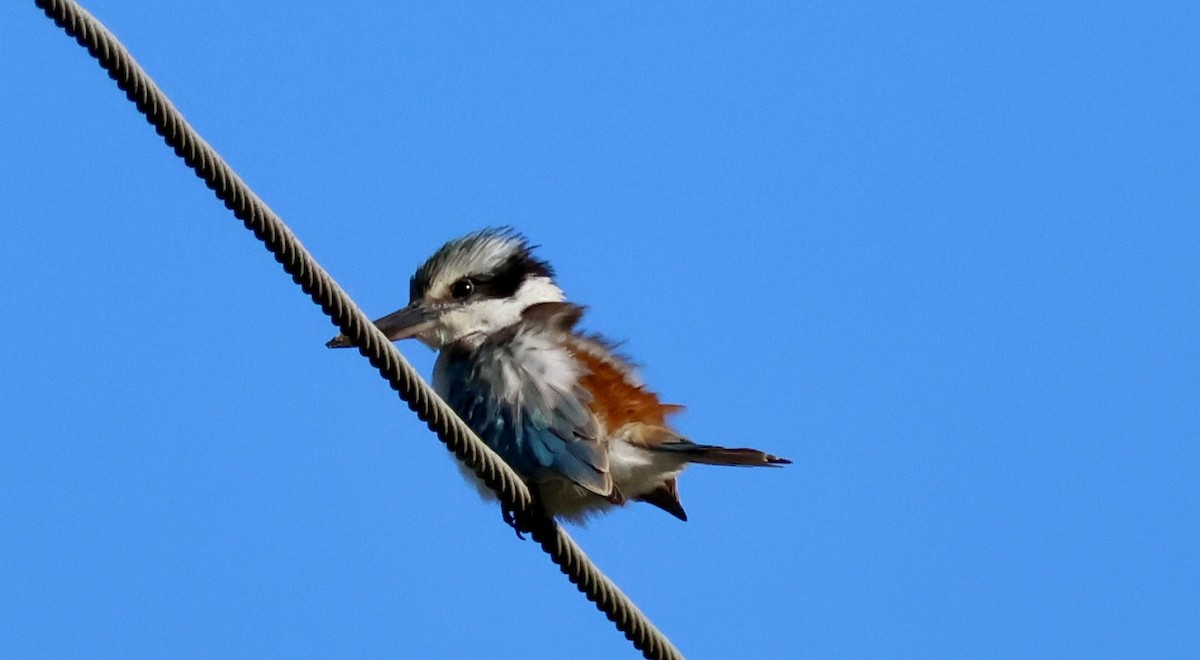 Red-backed Kingfisher - ML619270293