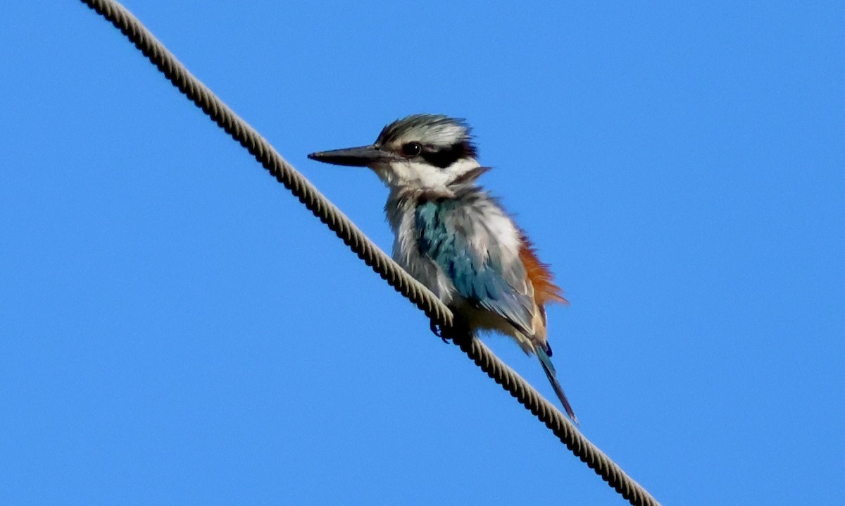 Red-backed Kingfisher - ML619270295