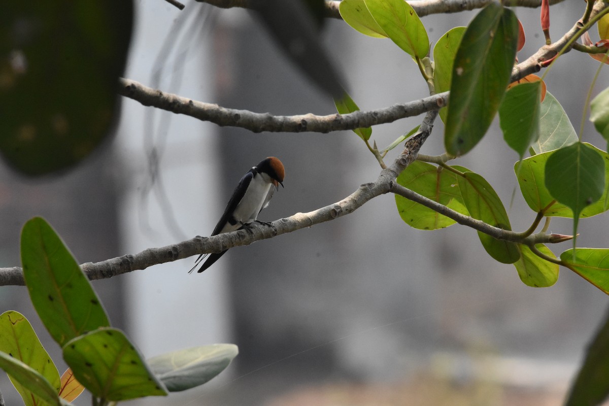 Wire-tailed Swallow - ML619270312