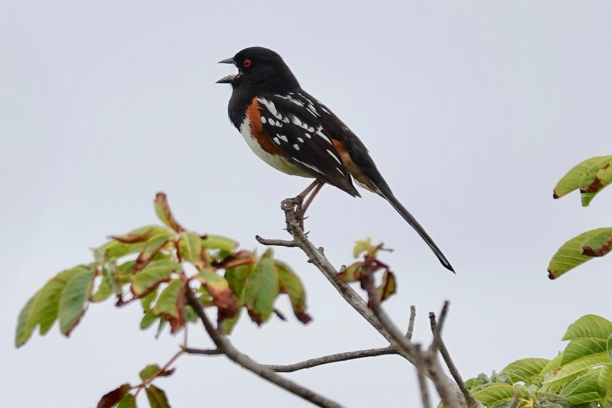 Spotted Towhee - ML619270365