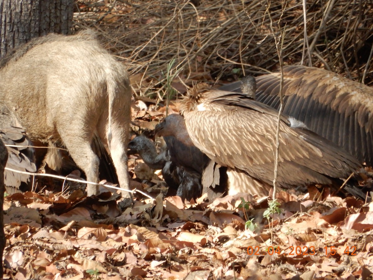 Indian Vulture - ML619270385