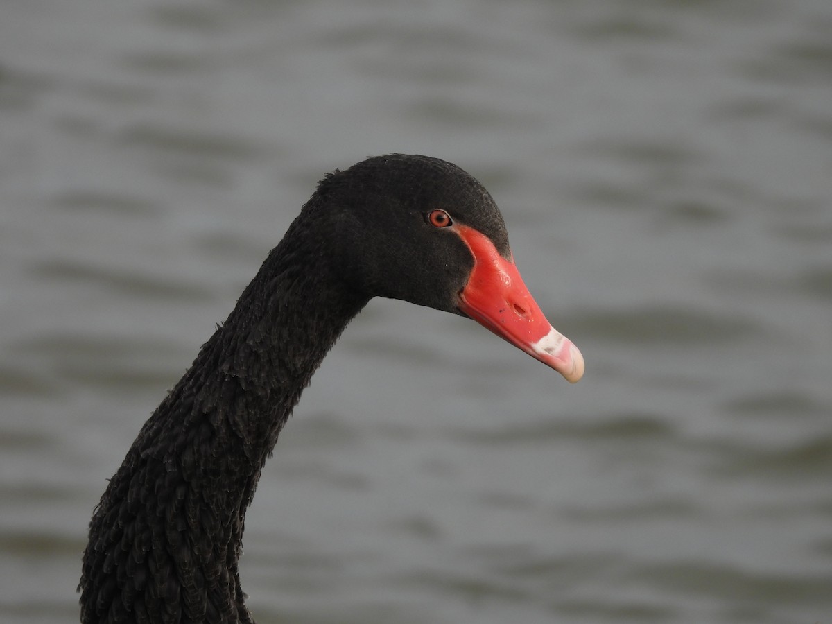 Black Swan - ML619270391