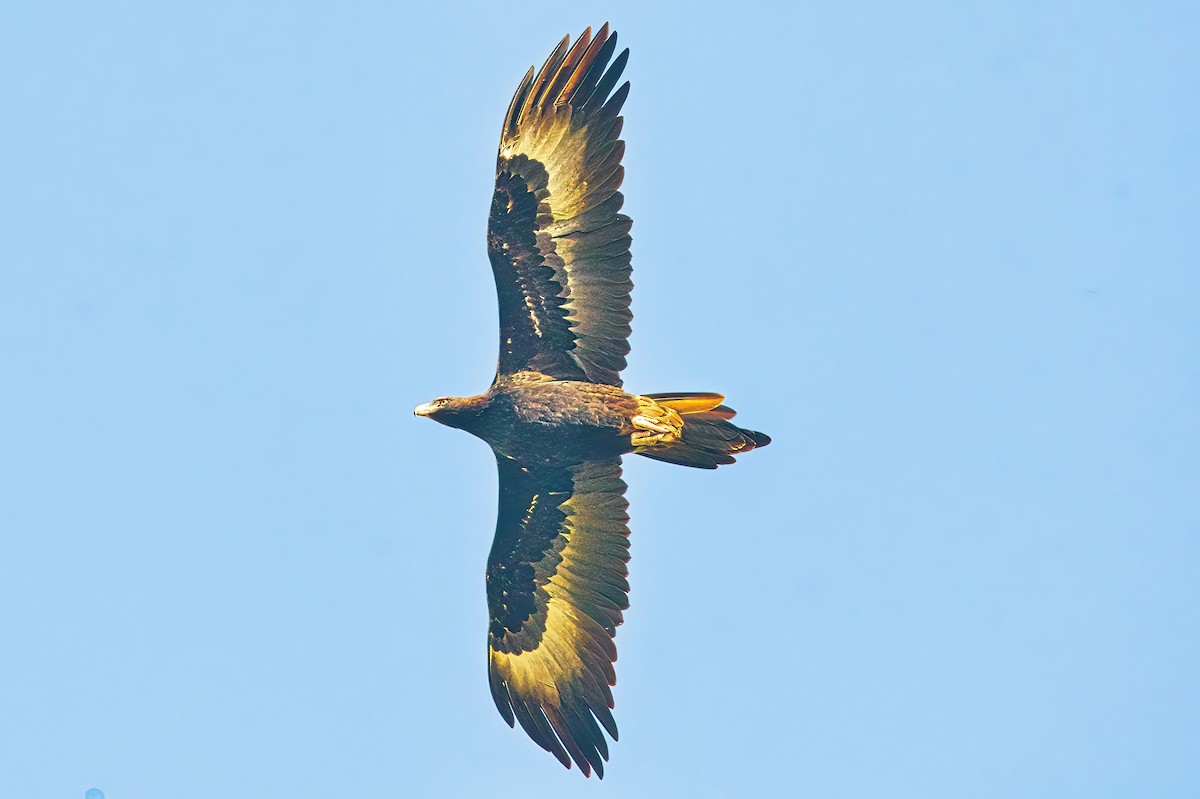 Wedge-tailed Eagle - ML619270398