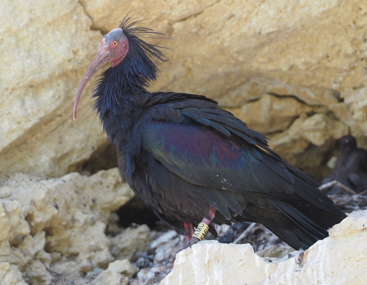skallet ibis - ML619270471