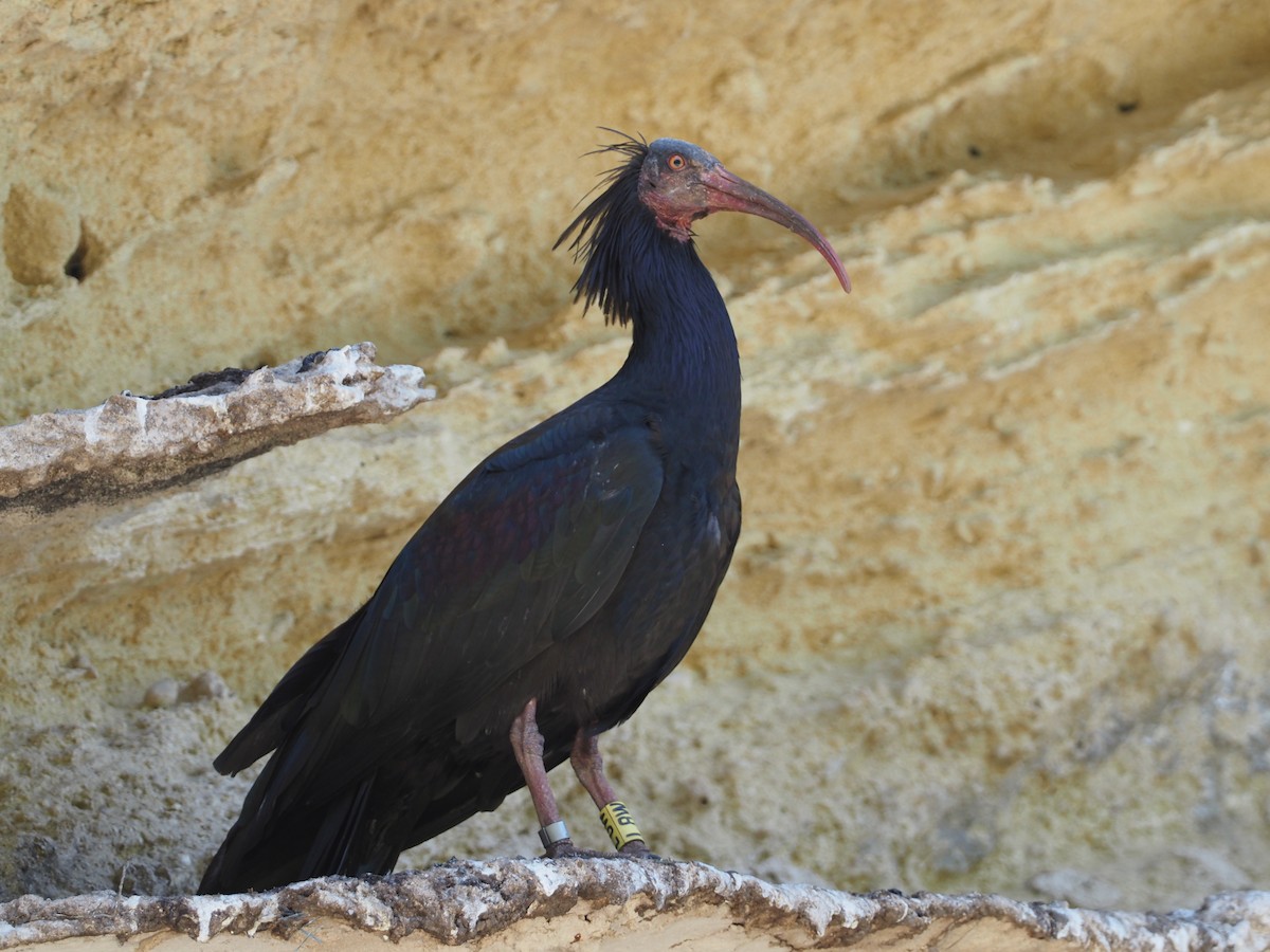 skallet ibis - ML619270472