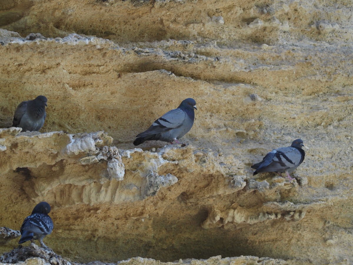 Rock Pigeon (Feral Pigeon) - ML619270501