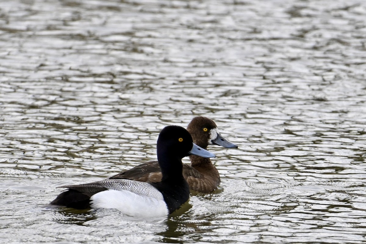 Greater Scaup - ML619270505