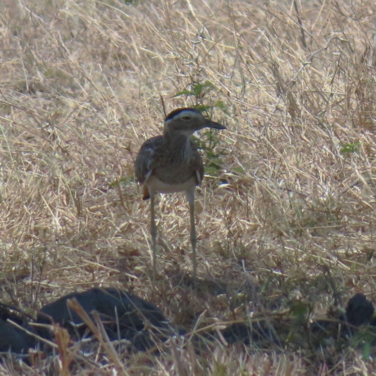 Double-striped Thick-knee - ML619270530