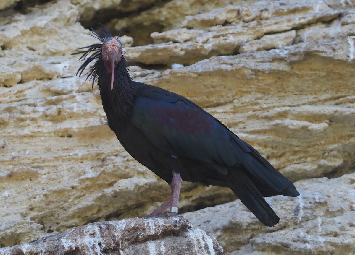 skallet ibis - ML619270553