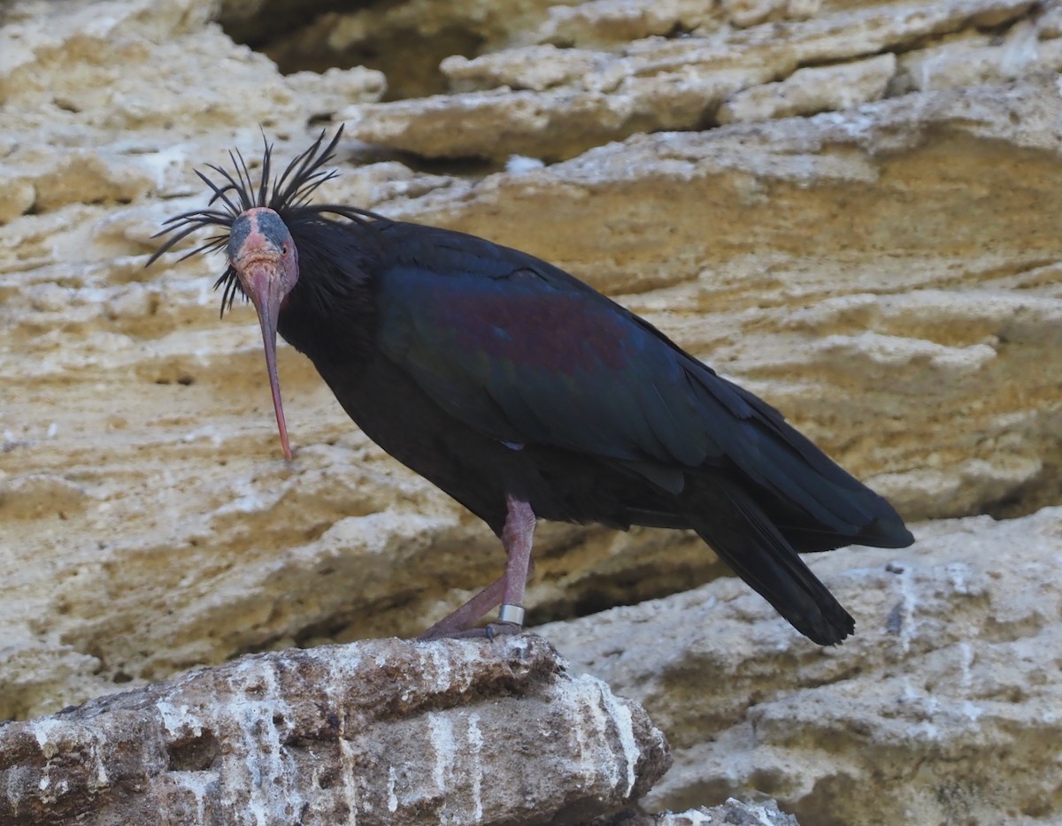 skallet ibis - ML619270554