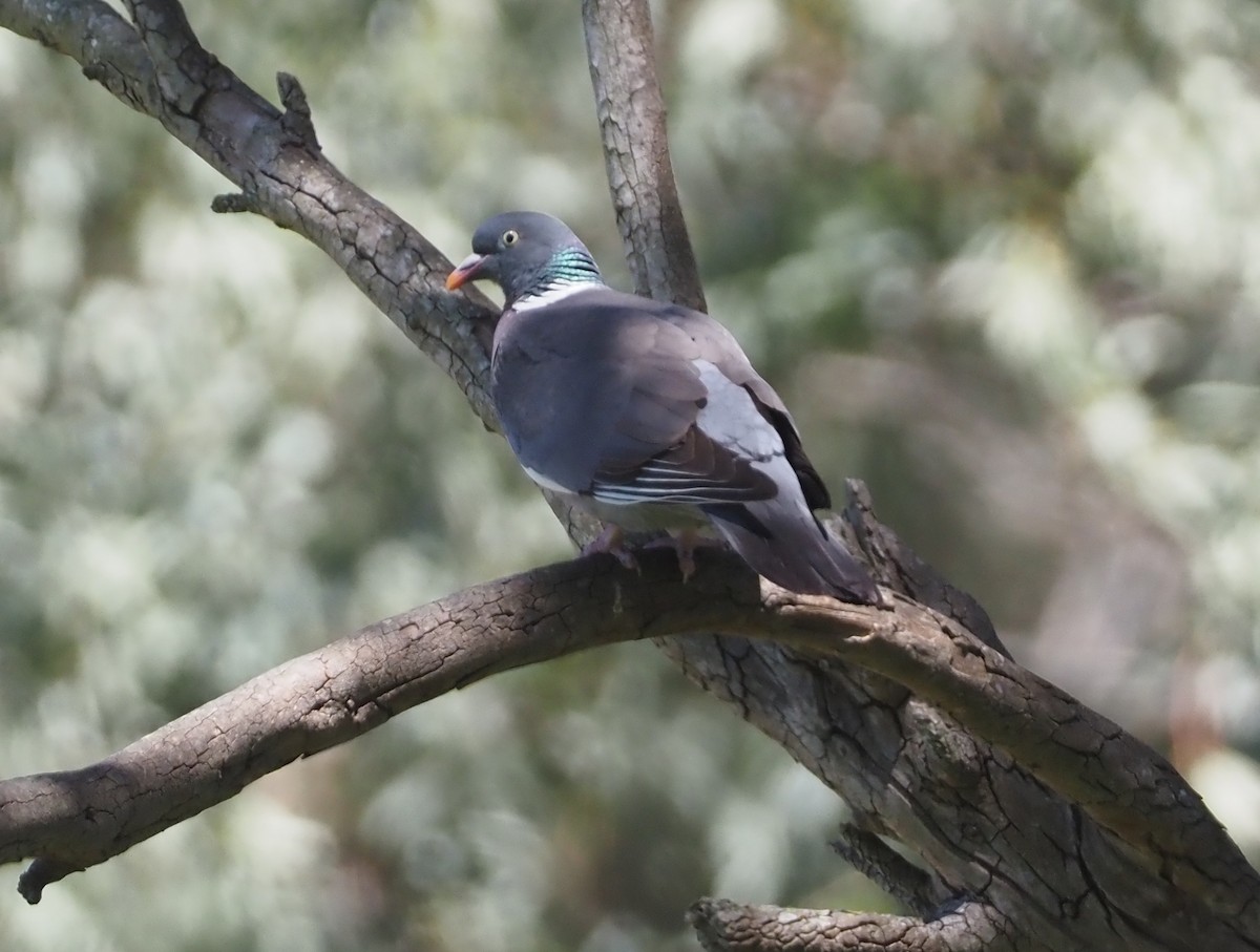 Common Wood-Pigeon (White-necked) - ML619270556