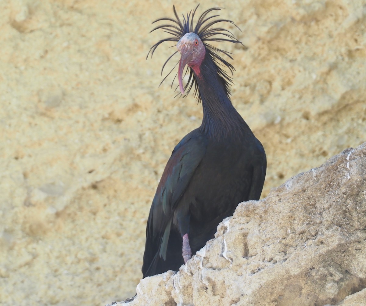 skallet ibis - ML619270567