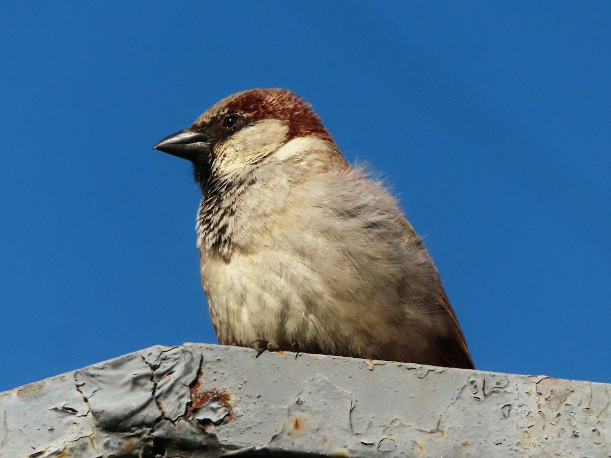 House Sparrow - ML619270571