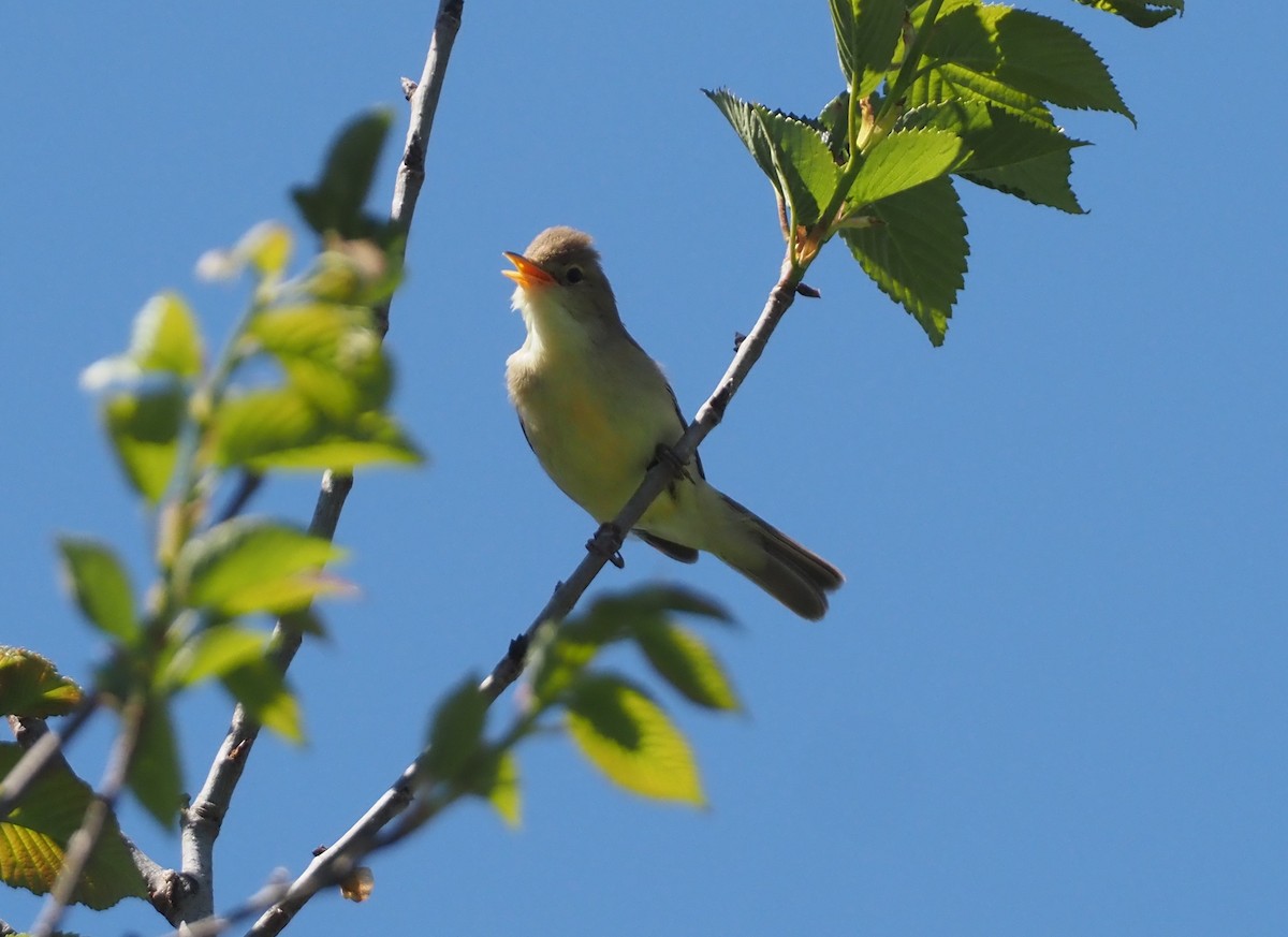 Melodious Warbler - ML619270595