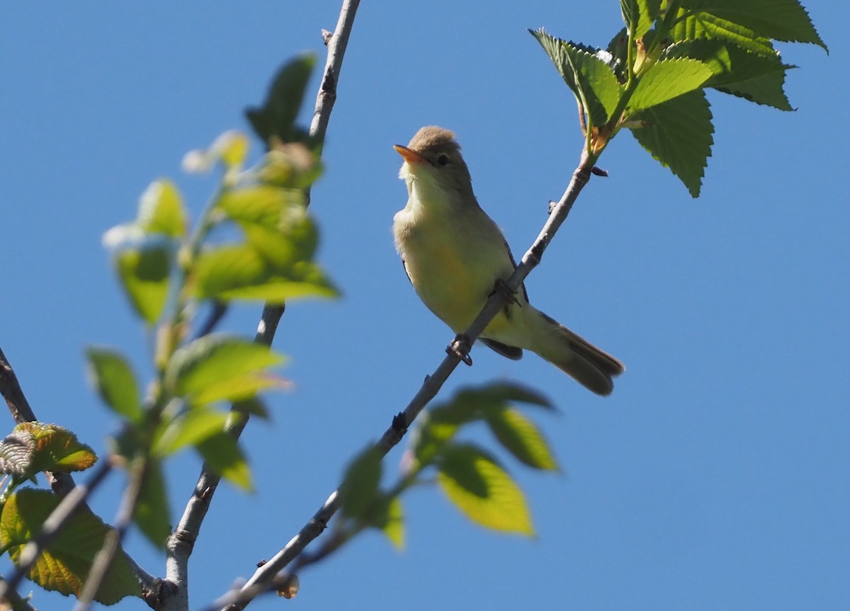Melodious Warbler - ML619270598