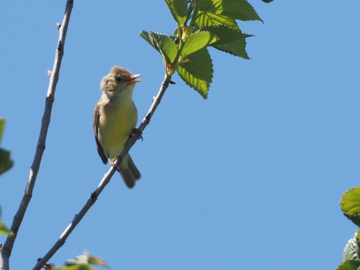Melodious Warbler - ML619270606