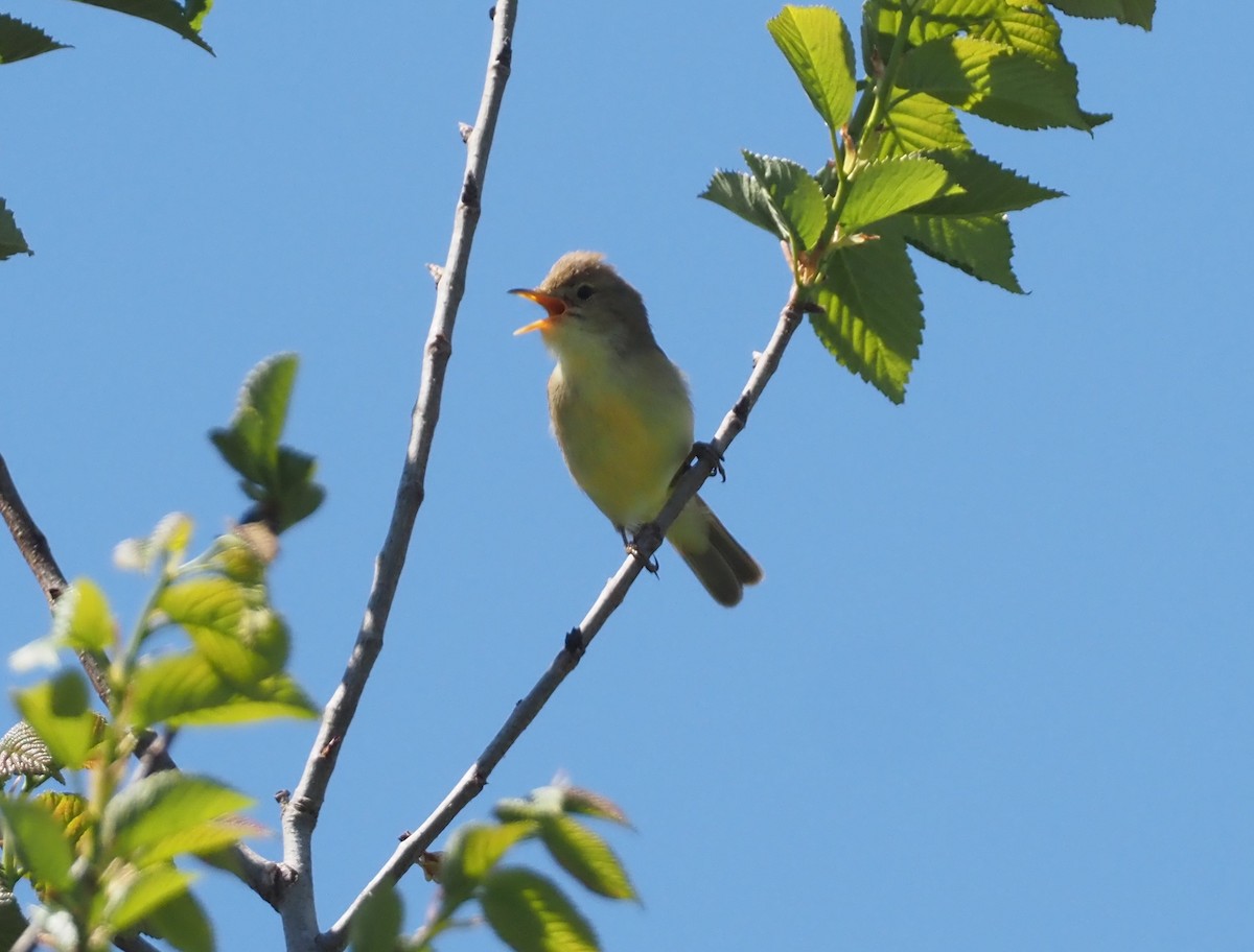 Melodious Warbler - ML619270607