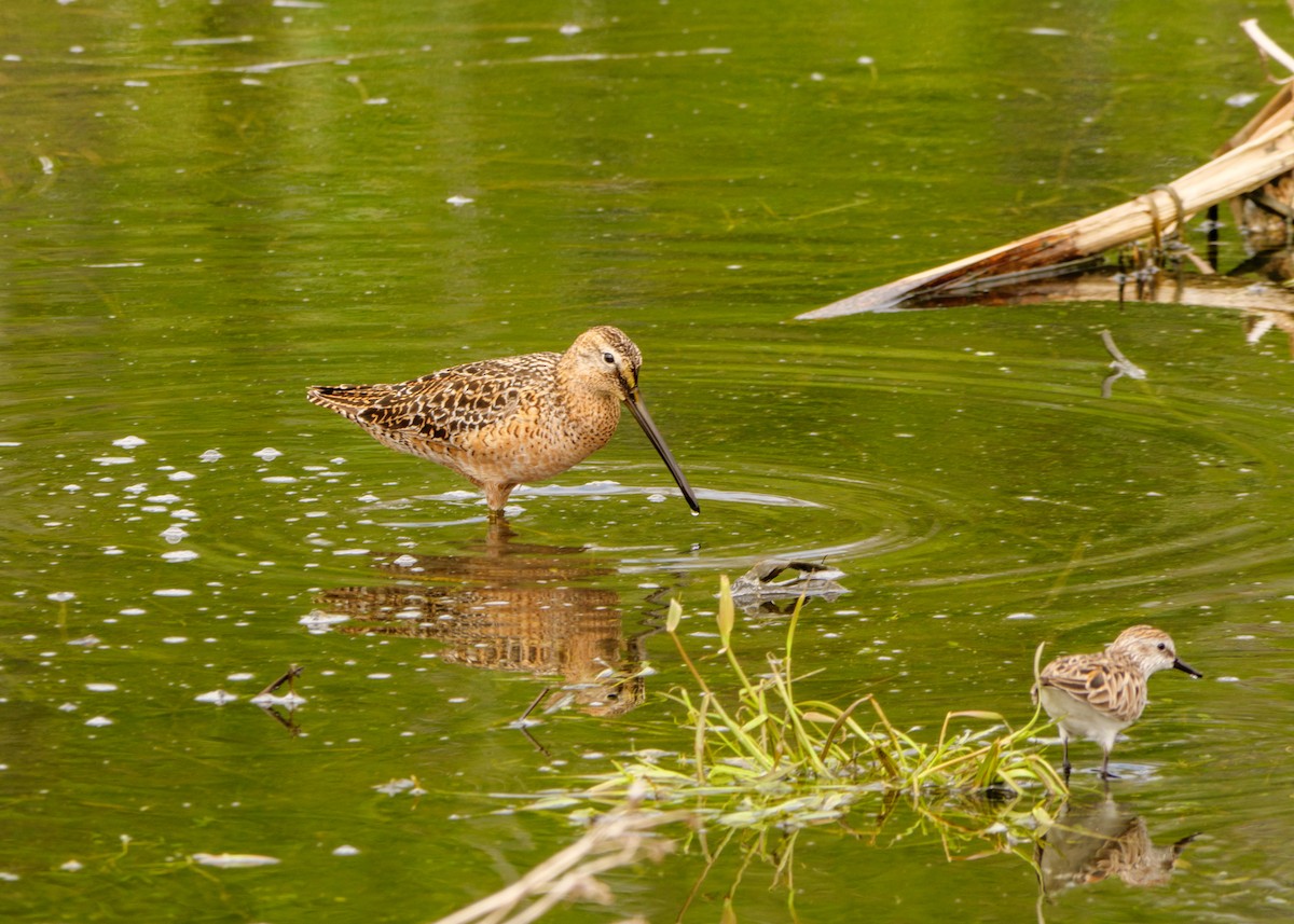 Long-billed Dowitcher - ML619270615