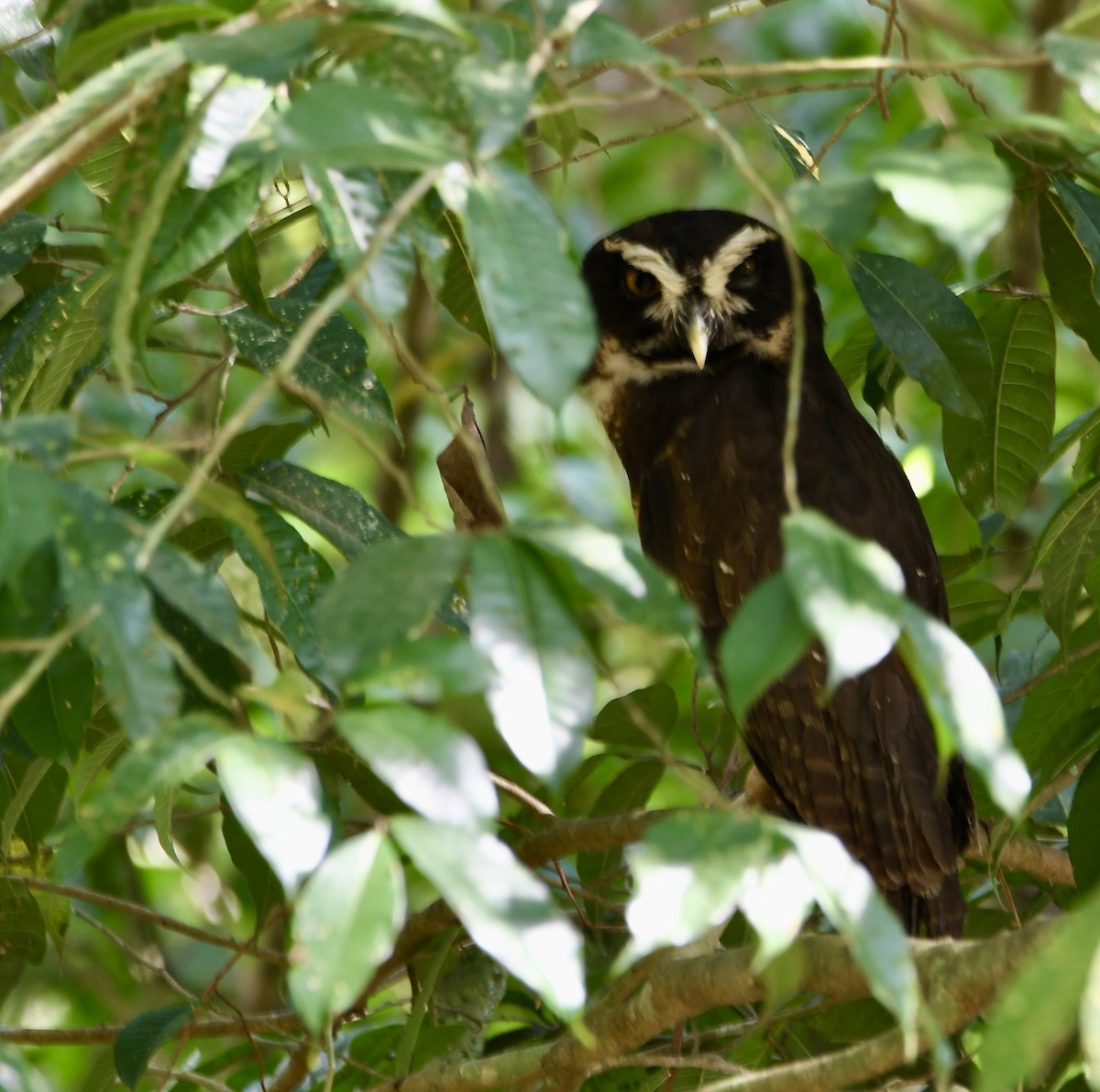Spectacled Owl - ML619270647